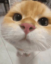 a close up of a cat 's face with a red nose