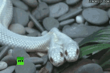double head white snake reptile hiss