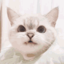 Yeji Itzy GIF - Yeji Itzy Yeji Cat GIFs