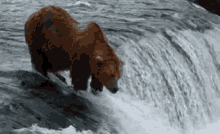Bear Salmon GIF - Bear Salmon Assassin GIFs