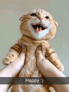 Happy Cat Smiling Kitty GIF - Happy Cat Smiling Kitty Wholesome GIFs