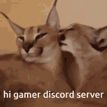 gamer server floppa