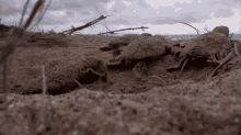 Group Of Turtles National Geographic GIF