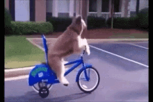 Dog Bike GIF - Dog Bike Pet GIFs