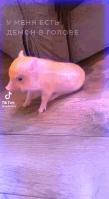 Pig GIF - Pig GIFs