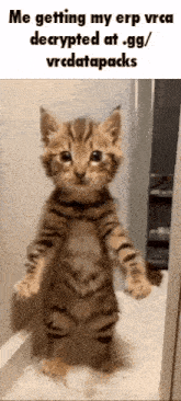a kitten is standing on its hind legs in front of a mirror .