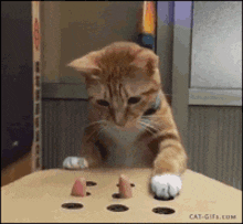 Cat Plays Whack A Mole GIF