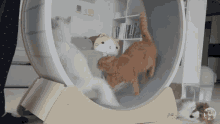 Kittisaurus Treadmill GIF - Kittisaurus Treadmill Youre In The Way GIFs