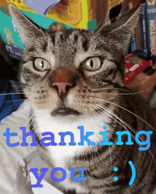 Thank You Thanking You GIF - Thank You Thanking You 864mcs Cat GIFs