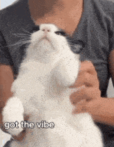 a person is holding a white cat in their arms with the words `` got the vibe '' written on it .