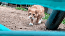an orange and white cat is walking across a dirt path