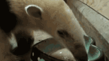 a bear is drinking from a heart shaped cup