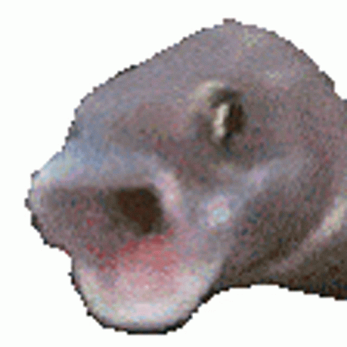 Pogfish Poggers Sticker Pogfish Pog Poggers Discover Share Gifs