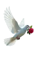 a white pigeon flying with a red rose in its beak and the letters a.c. below it
