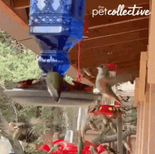 hummingbirds flying goofing playing around pets