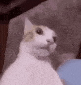 Weird Cat Chewing GIF - Weird Cat Chewing GIFs