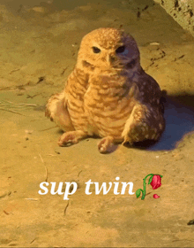 an owl sits on the ground with the words sup twin written below it