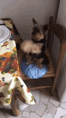 Dogs Begging GIF - Dogs Begging Lollino GIFs