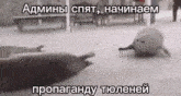 a seal is laying on the ground next to another seal in a foreign language .