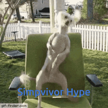 a dog is standing on its hind legs in a chair with the words simpvivor hype written on the bottom