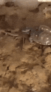 Churupah черепаха GIF - Churupah черепаха GIFs