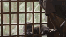 Hand Shake Young Orphaned Gorillas See Their Adorable Bond With Park Rangers GIF - Hand Shake Young Orphaned Gorillas See Their Adorable Bond With Park Rangers Baby Gorilla GIFs