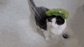 Cat Shower GIF - Cat Shower GIFs