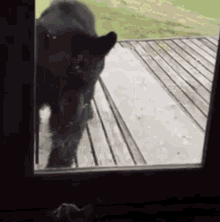 Bear Bear Cat GIF - Bear Bear Cat Cat GIFs