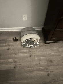 Puppy GIF - Puppy GIFs