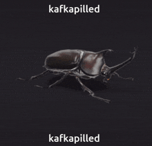 Kafka Pilled Kafkapilled GIF