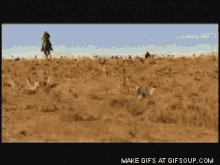 Herding Cats GIF - Herding Cats Silly GIFs