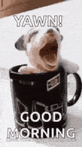 a dog is yawning in a coffee mug and says good morning .