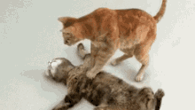 Cat Cpr GIF - Cat Cpr Wake Up GIFs