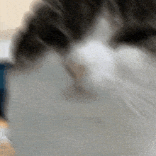 a close up of a cat 's face with a gray and white fur
