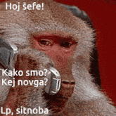 Sitnoba Monkey GIF - Sitnoba Monkey GIFs