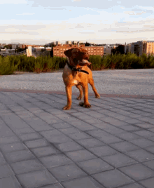 a brown dog is standing on a brick sidewalk with a city in the background