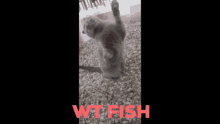 a cat is playing with a toy on a carpet with the words wwtfish in the upper right corner
