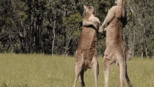 Kangaroo Kick GIF - Kangaroo Kick Beat GIFs