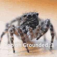 Grounded Hop On GIF - Grounded Hop On Hop On Grounded GIFs