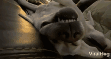 Sleeping Viralhog GIF - Sleeping Viralhog Dog GIFs