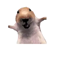 a close up of a hamster 's face with its mouth open looking at the camera