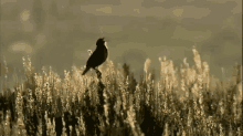 Bird Grass GIF - Bird Grass Chirp GIFs