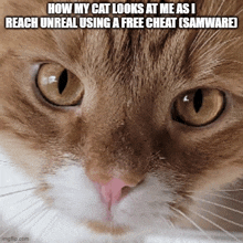 a close up of a cat 's face with a funny caption
