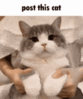 Post This Cat When They Least Expect It Cat Meme GIF