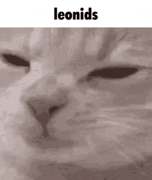 a close up of a cat 's face with the words leonids written above it .