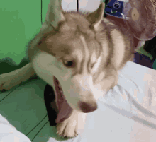 Always Howling Naughty Doggy GIF - Always Howling Naughty Doggy Whatever GIFs