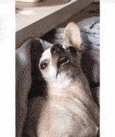 Cody Winklederp Chihuahua GIF - Cody Winklederp Chihuahua Blinking GIFs
