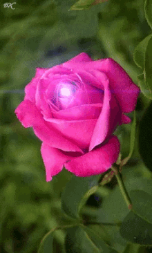 rose pink