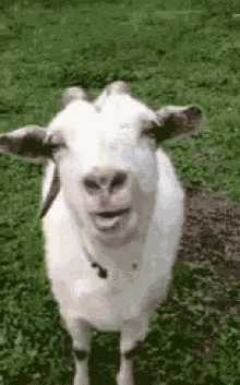 Goat Tongue Out GIF - Goat Tongue Out Tease GIFs