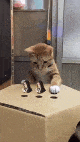 a cat is playing with a cardboard box with three figurines inside
